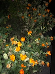 Calendula officinalis