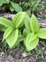 Veratrum viride viride