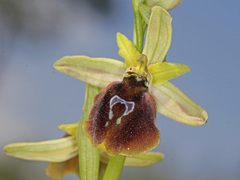 Ophrys sphegodes aesculapii