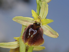 Ophrys sphegodes aesculapii