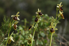 Ophrys sphegodes aesculapii