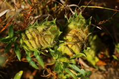 Barleria macrostegia