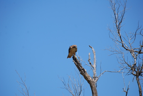 Red-tailed Hawk
