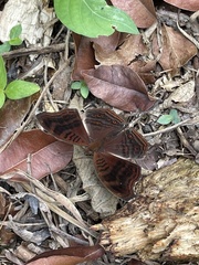 Junonia stygia