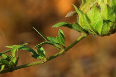 Barleria macrostegia