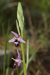 Ophrys reinholdii