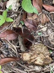 Junonia stygia