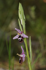 Ophrys reinholdii