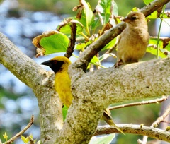 Ploceus cucullatus spilonotus