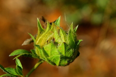 Barleria macrostegia