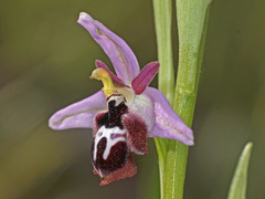 Ophrys reinholdii