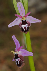 Ophrys reinholdii
