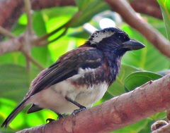 Stactolaema leucotis