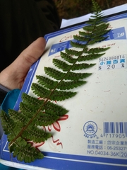 Dryopteris peranema