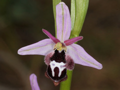 Ophrys reinholdii