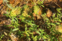 Barleria macrostegia