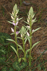 Cephalanthera kurdica