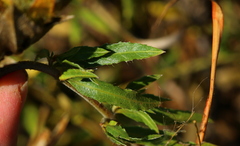 Barleria macrostegia