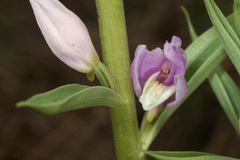 Cephalanthera kurdica