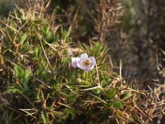 Barleria spinosissima