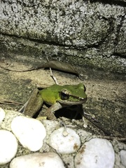 Odorrana hosii