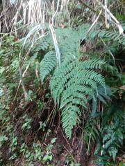 Dryopteris peranema