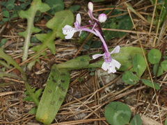 Orchis × sezikiana