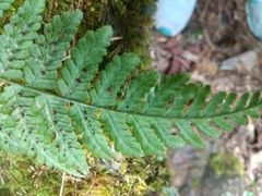 Dryopteris peranema