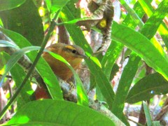 Anabacerthia lichtensteini