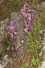 Orchis × sezikiana