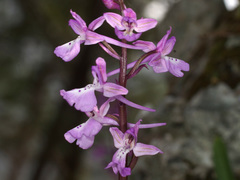 Orchis × sezikiana