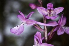 Orchis × sezikiana