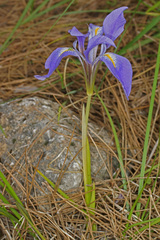 Iris unguicularis carica