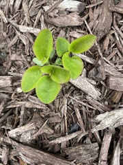 Mertensia virginica