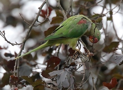 Psittacula eupatria
