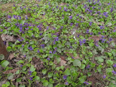 Viola odorata
