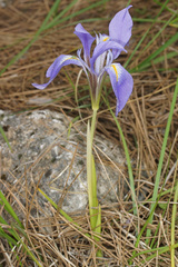 Iris unguicularis carica