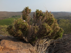 Barleria spinosissima