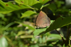 Arhopala japonica
