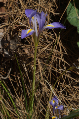 Iris unguicularis carica
