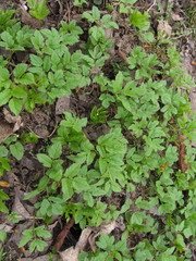 Aegopodium podagraria