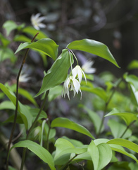 Disporum smilacinum