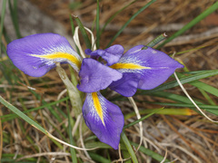 Iris unguicularis carica