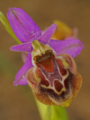 Ophrys fuciflora heterochila