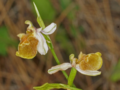 Ophrys fuciflora heterochila