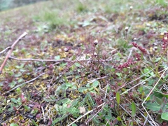 Spergula pentandra