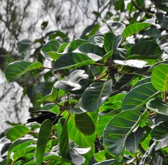 Ficus lutea
