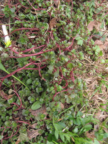 Flor de la risa