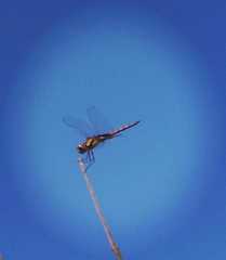 Tramea cophysa