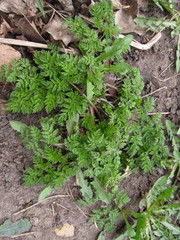 Anthriscus sylvestris